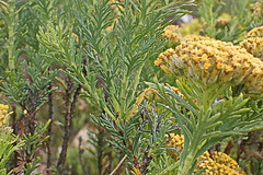 Athanasiinae