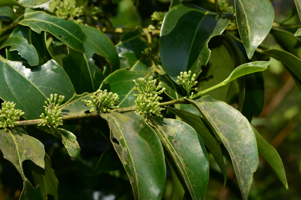 Vanguerieae