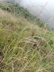 Poaceae