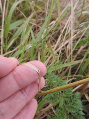Poaceae