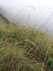 Poaceae