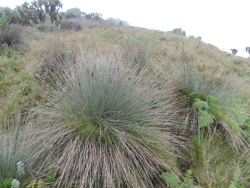 Carex runssoroensis image