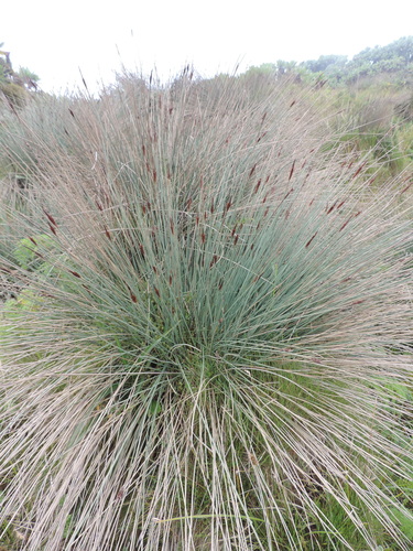 Carex runssoroensis image