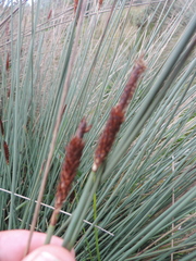 Carex runssoroensis image