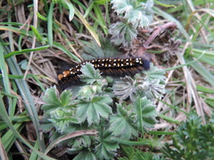 Lepidoptera
