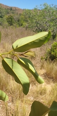 Annona senegalensis image