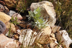 Leucospermum cordatum