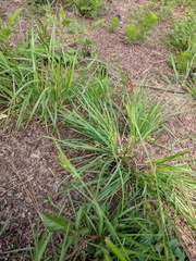 Scleria oligantha