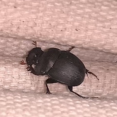 Metacatharsius opacus