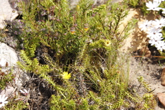 Cullumia setosa
