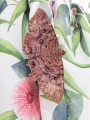 Speiredonia spectans