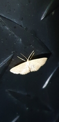 Scopula hypochra