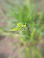 Scleria oligantha