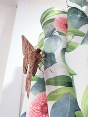 Speiredonia spectans