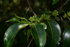 Psydrax umbellata