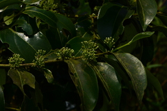 Psydrax umbellata
