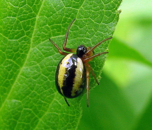 Small Orbweaver
