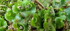 Lunularia cruciata