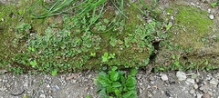 Lunularia cruciata