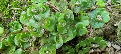 Lunularia cruciata