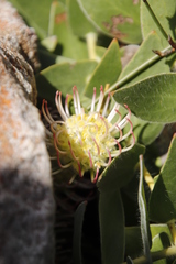 Leucospermum cordatum