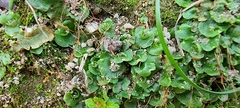 Lunularia cruciata