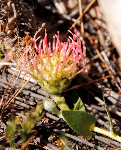 Image of Leucospermum cordatum by (c) Tony Rebelo, some rights reserved (CC BY-SA)