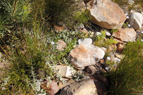 Image of Leucospermum cordatum by (c) Tony Rebelo, some rights reserved (CC BY-SA)