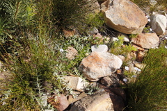 Leucospermum cordatum