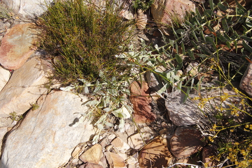 Image of Leucospermum cordatum by (c) Tony Rebelo, some rights reserved (CC BY-SA)