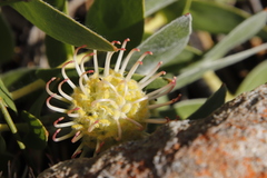 Leucospermum cordatum