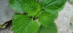 Urtica membranacea