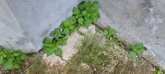 Urtica membranacea