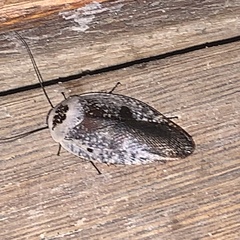 Gyna caffrorum