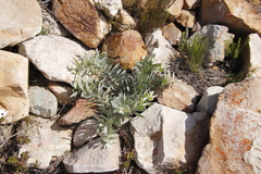 Leucospermum cordatum