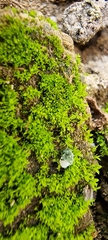 Tortula muralis