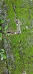 Tortula muralis