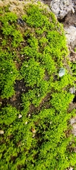 Tortula muralis