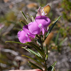 Podalyria oleifolia