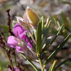 Podalyria oleifolia