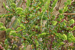 Cliffortia pulchella