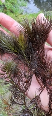 Ceratophyllum submersum