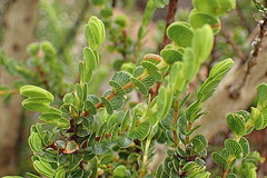 Cliffortia pulchella