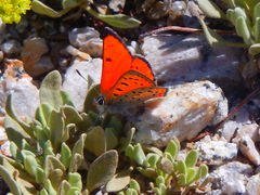 Lycaena cupreus