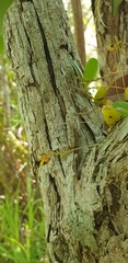 Bifalcula