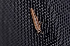 Catoryctis subparallela