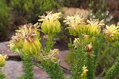 Pteronia camphorata, photograph Di Turner, CC0, iNaturalist via GBIF