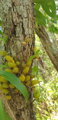 Bifalcula