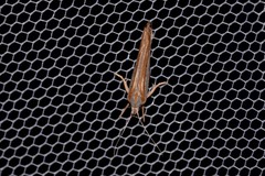 Catoryctis subparallela