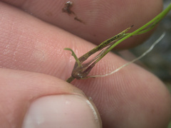 Isolepis lenticularis